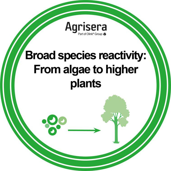 Agrisera抗體反應性 